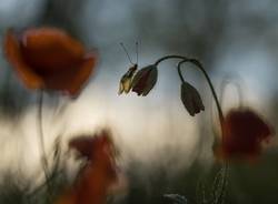 Fotografare il parco, i vincitori