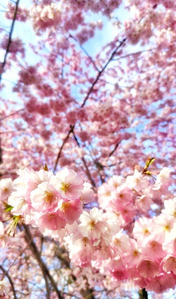 Benvenuta primavera