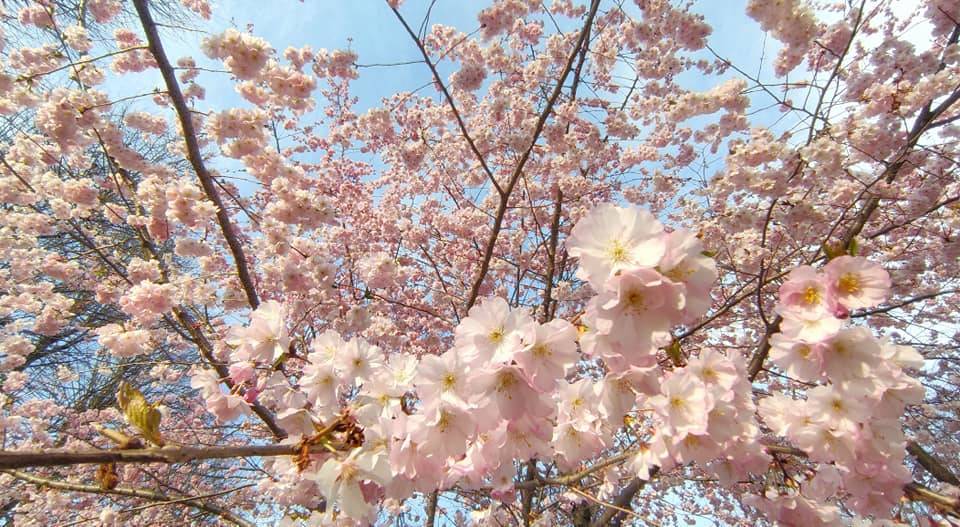 Benvenuta primavera