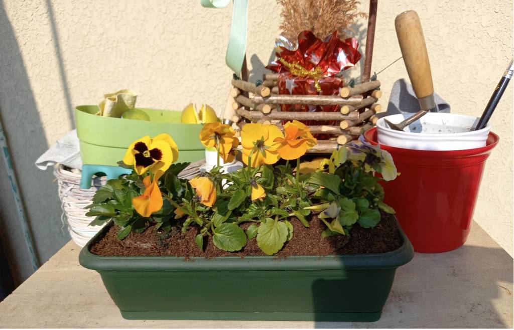 Greenshool Piantumazione Sostenibile, scuola Dante Alighieri di Cocquio Trevisago 