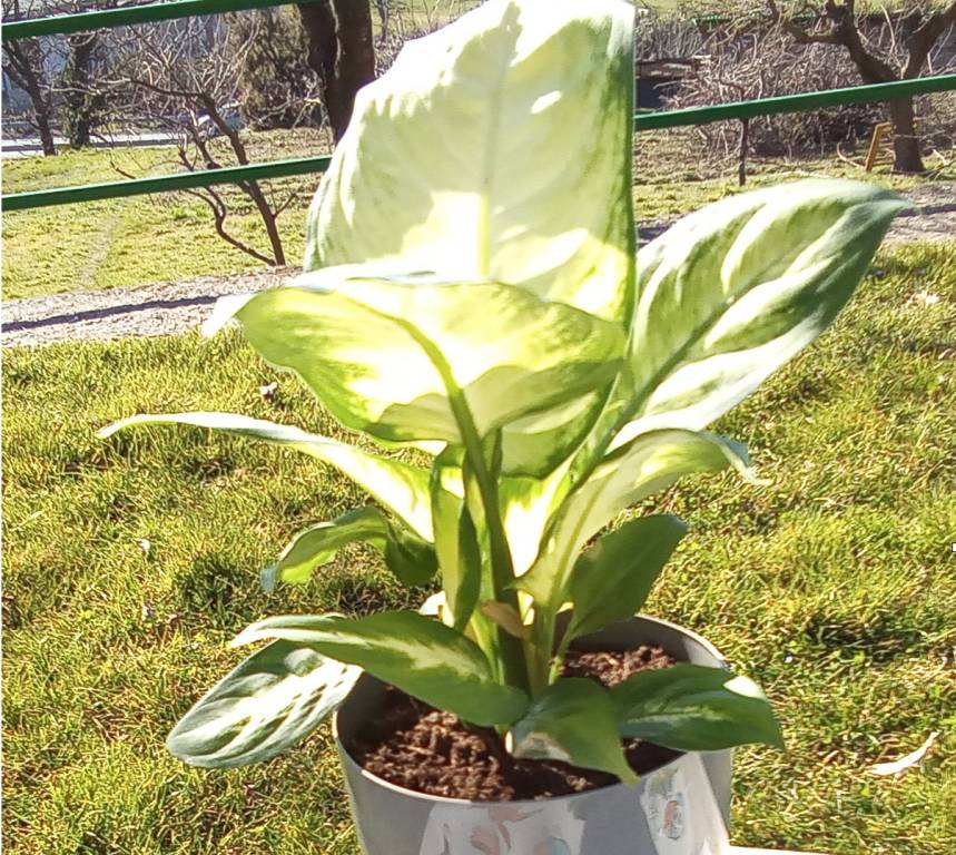 Greenshool Piantumazione Sostenibile, scuola Dante Alighieri di Cocquio Trevisago 