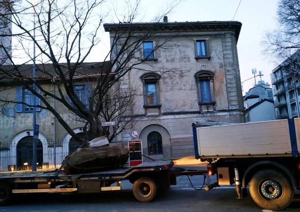 Il trasferimento dell’albero della stazione di Gallarate