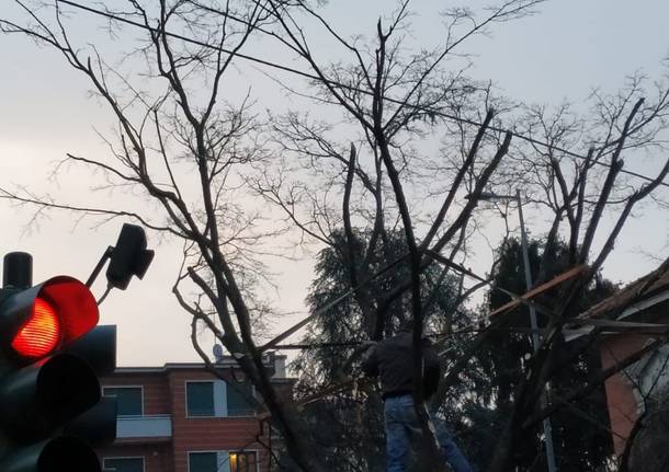 Trasferimento albero Gallarate