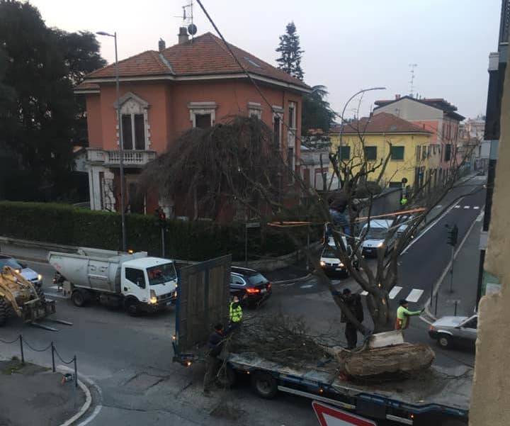 Trasferimento albero Gallarate