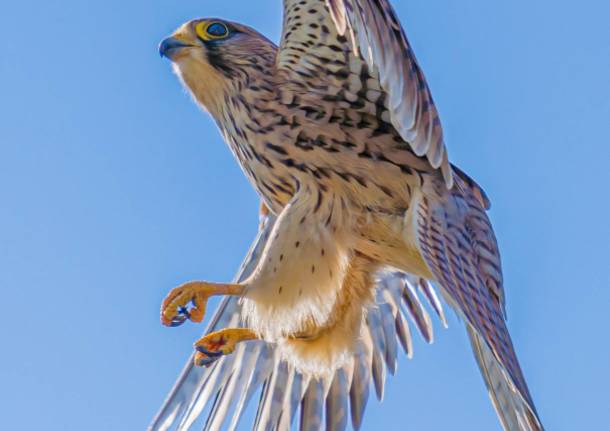 Un gheppio (Falco tinnunculus) affamato immortalato tra i cieli e i boschi di Saronno