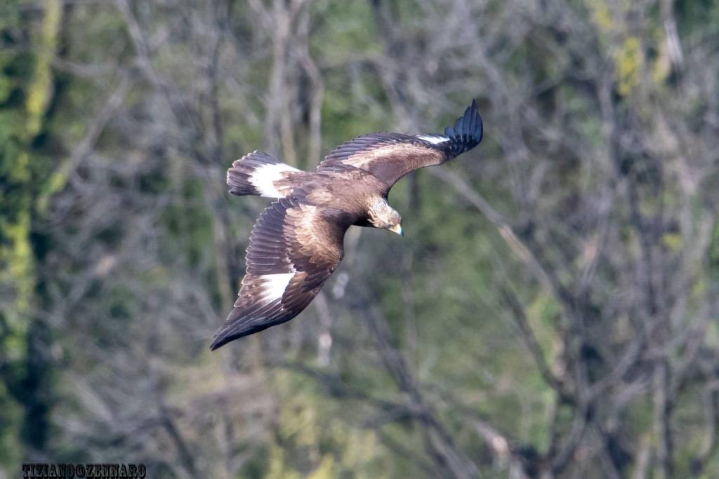 Aquila Tiziano Zennaro