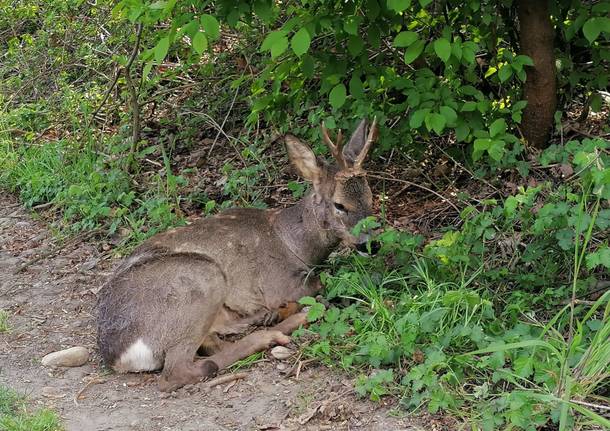 capriolo