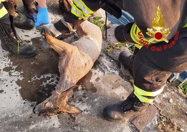 Capriolo salvato nel canale a Vizzola Ticino