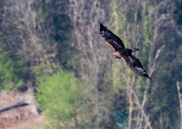 L’aquila reale vola sui boschi della Valcuvia