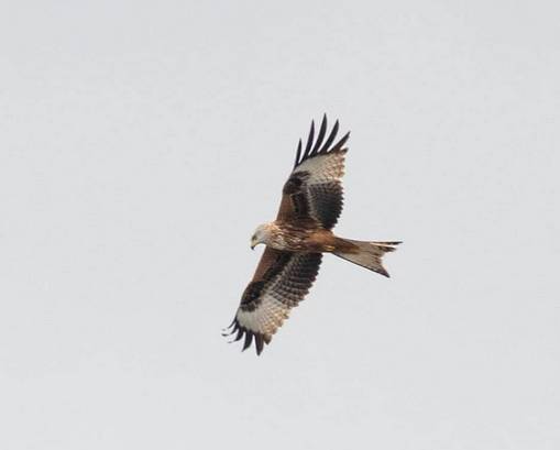 Nibbio in volo tra Turate e Cislago