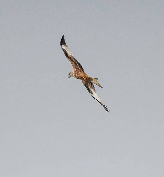 Nibbio in volo tra Turate e Cislago