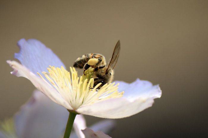 Api e insetti impollinatori nelle foto dei lettori di Varesenews