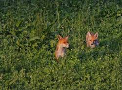 La stagione dei cuccioli