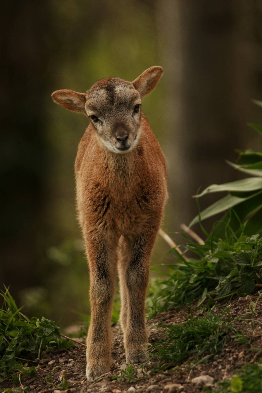 La stagione dei cuccioli