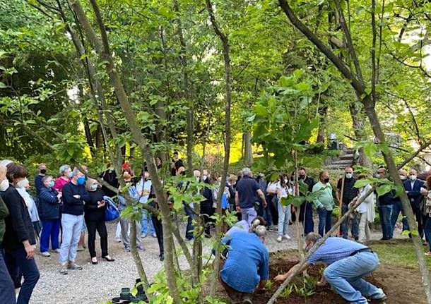 Varese: una magnolia rara per ricordare il fiorista Alfredo Corvi