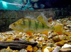 pesce persico perca fluviatilis