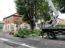 Tradate - Abbattimento albero piazza Mazzini