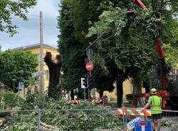 Tradate - Abbattimento albero piazza Mazzini