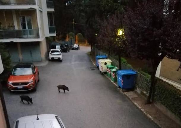 Cinghiali fra i condomini a Varese