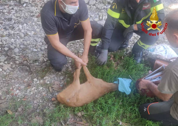 cerbiatto liberato dai vigili del fuoco a Gavirate