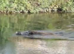 cinghiale nel villoresi tra parabiago e nerviano