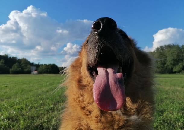 I cani dei lettori, nella Giornata Mondiale del Cane