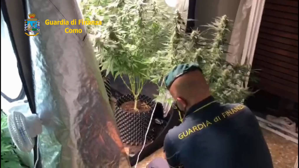 Serra di marijuana in camera da letto