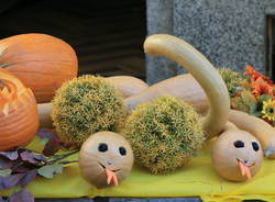 Festa della Zucca