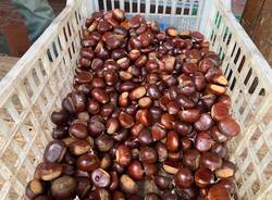 Tempo di castagne: eco come sta andando l\'annata