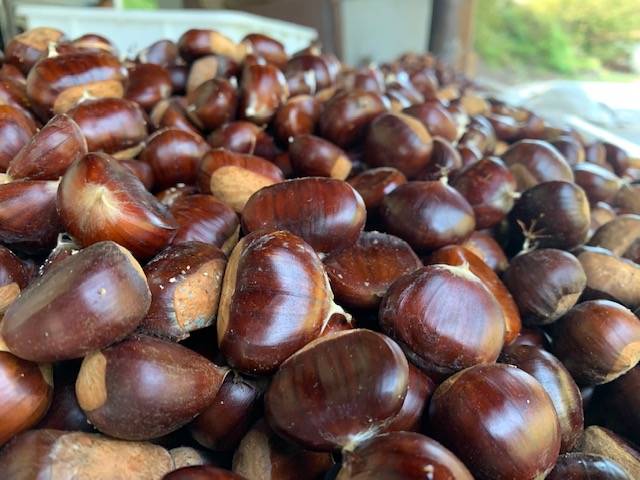 Tempo di castagne: eco come sta andando l\'annata