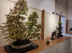 Esposizione di Bonsai e Suiseki 