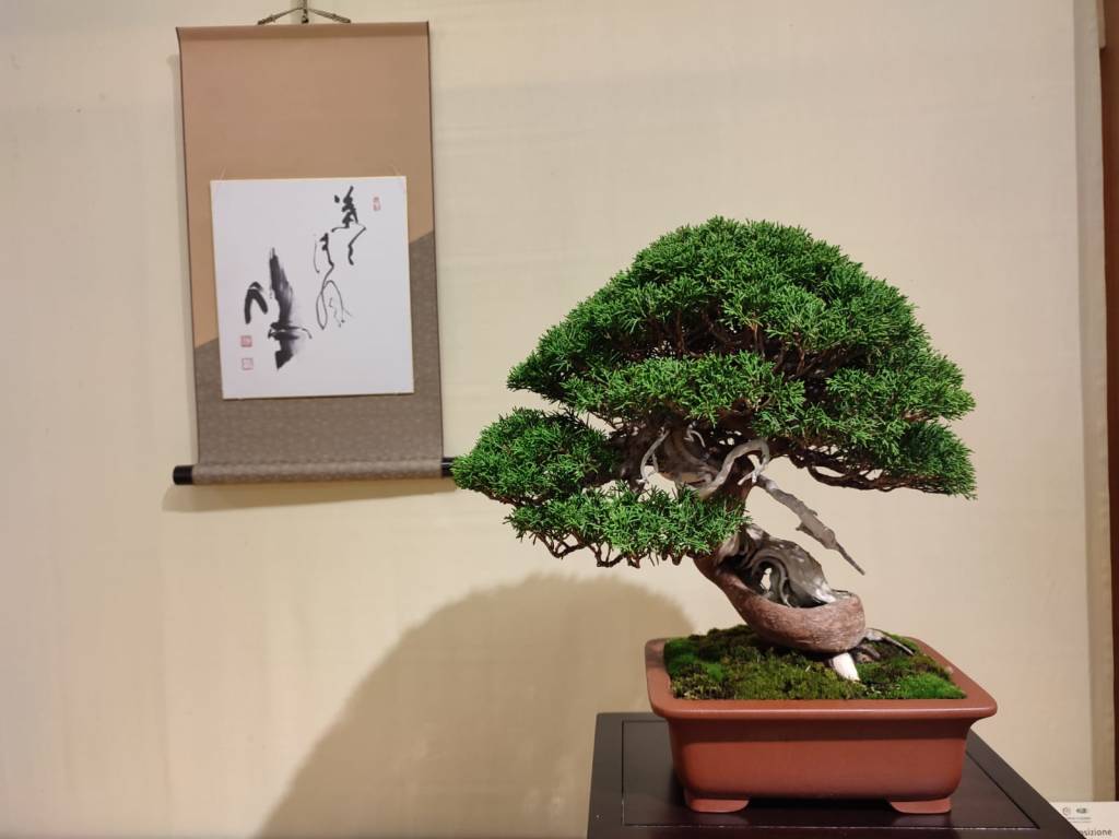 Esposizione di Bonsai e Suiseki 