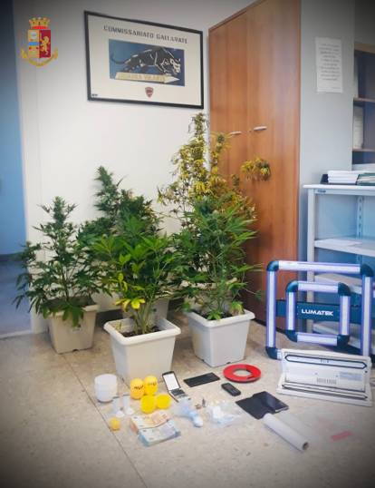 coltivazione marijuana Gallarate