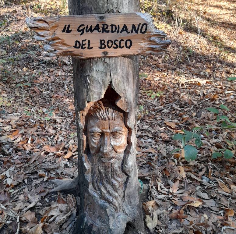 Il bosco incantato di Caldana