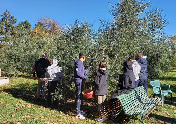 raccolta olive sant'imerio