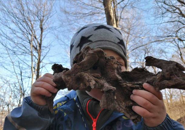 Scuola dell'infanzia Il Bosco verde