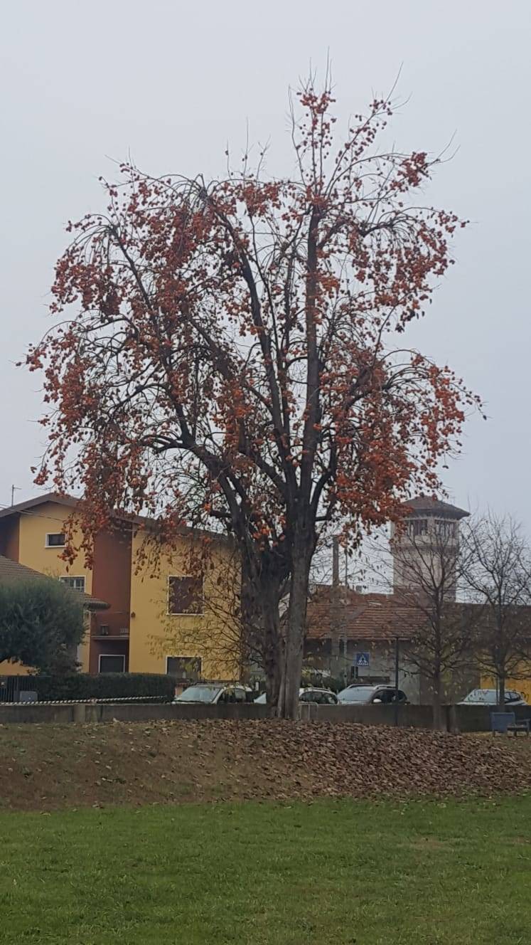 La raccolta di kaki a Villa Borletti ad Origgio