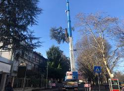 Legnanesi con il naso all'insù per due piante secolari tagliate in via Milano