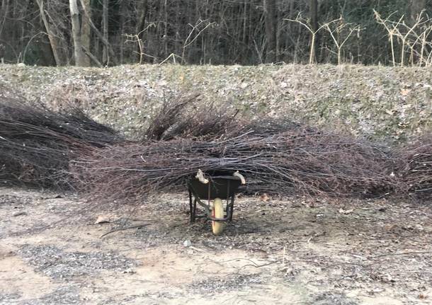 Creati 200 “Letti d’amore” per i pesci persici a Lavena Ponte Tresa