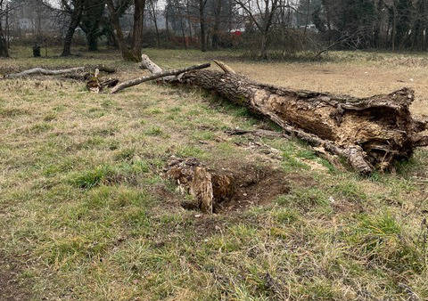 Degrado in viale Cadorna a Legnano