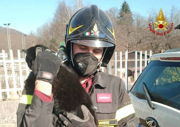 gatto incastrato in una canna fumaria