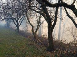 incendio monte morone malnate