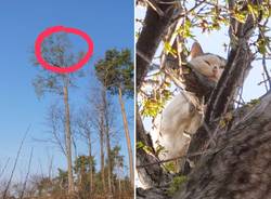 Salvato il gatto intrappolato sull'albero a Milanello