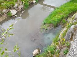 Ancora sversamenti dal depuratore di Cantello al torrente Lanza