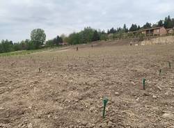 Crescono le vigne a Casciago