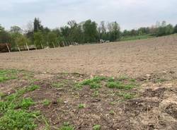 Crescono le vigne a Casciago