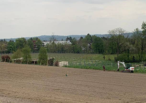 Crescono le vigne a Casciago