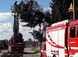 Forte vento sul Varesotto, vigili del fuoco impegnati tra alberi caduti e incendi