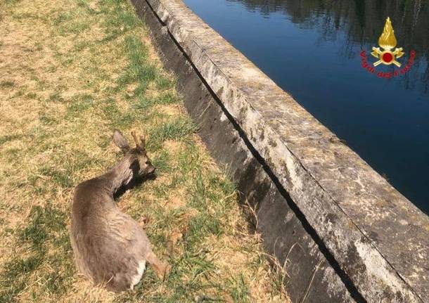 Capriolo in acqua, salvato dai vigili del fuoco