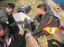 Recupero di un ungulato caduto in un canale industriale